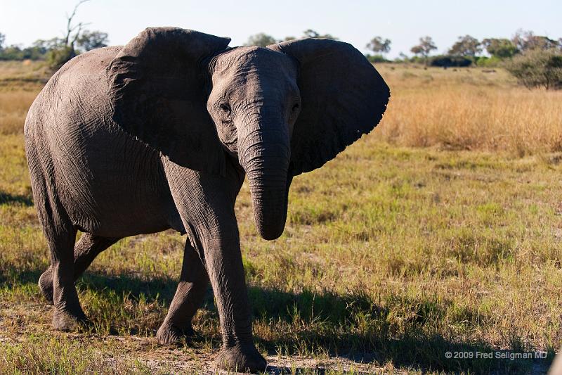 20090616_160759 D3 X1.jpg - Elephants